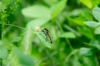 Soyguncu sineği (Asilidae) bir yaprağın üzerinde tünemektedir.