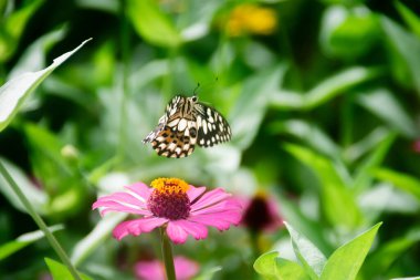 Genel Kelebek (Papilio demoleus) ve Zinnia Zarif (Zinnia Elegans))