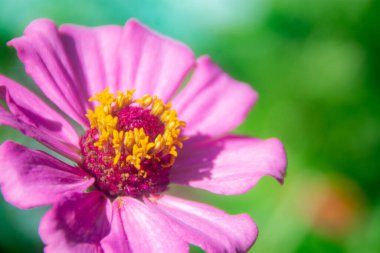 Pembe Zinnia Zarif (Zinnia Elegans) çiçeği