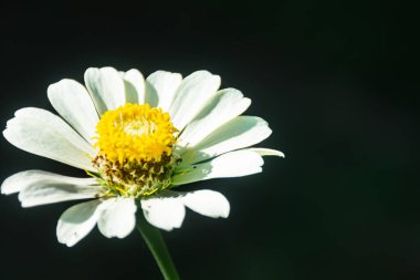  Beyaz Zinnia Zarif (Zinnia Elegans) çiçeği