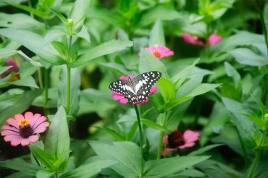 Genel Kelebek (Papilio demoleus) ve Pembe Zinnia Zarif (Zinnia Elegans))