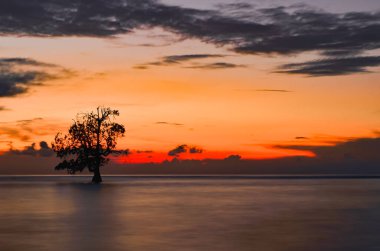 Alacakaranlıkta alçak gelgit sahilindeki mangrov ağacı manzarası. Alor, Doğu Nusa Tenggara - Endonezya