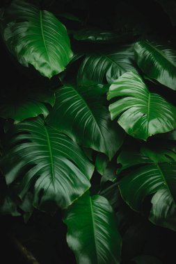 Canavar Deliciosa yeşil yaprakları koyu tonlar ile, tropik bitki yeşil yaprak desen yaratıcı tasarım elementleri için arka plan. Canavar leziz dokusu..