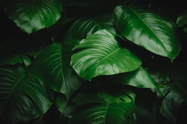 Canavar Deliciosa yeşil yaprakları koyu tonlar ile, tropik bitki yeşil yaprak desen yaratıcı tasarım elementleri için arka plan. Canavar leziz dokusu..