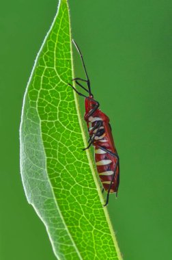 Kırmızı pamuk böcek (dysdercus cingulatus) 