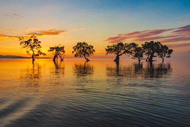 Mangrov ağaçlarının manzarası ve batan sahildeki günbatımının yansıması. Aimoli Sahili, Alor, Doğu Nusa Tenggara - Endonezya