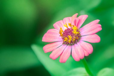 Pembe Zinnia Zarif (Zinnia Elegans) çiçeği