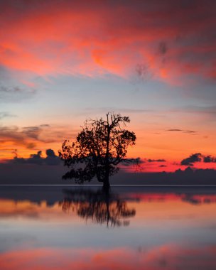 Gün batımında alçak gelgit sahilindeki mangrov ağacının silueti. Alor, Doğu Nusa Tenggara - Endonezya