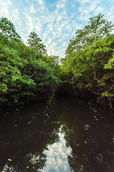 Mangrov ormanına girmek için deniz yolu. Batı Pantar, Alor, Doğu Nusa Tenggara - Endonezya