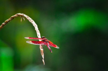 Kızıl Yusufçuk (Orthetrum villosovittatum) Alor, Doğu Nusa Tenggara, Endonezya