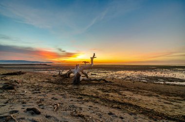 Gün batımında sahilde uzanan kuru ağaçların manzarası. Kokar, Alor, Doğu Nusa Tenggara - Endonezya