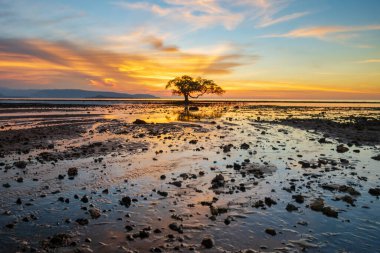 Alacakaranlıkta alçak gelgit sahilindeki mangrov ağacı manzarası. Kokar Sahili, Alor, Doğu Nusa Tenggara - Endonezya