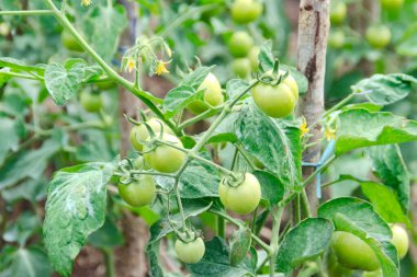 Kurak mevsimde domates yetiştiriciliği. Olgunlaşmamış domatesler. Kopidil, Alor, East Nusa Tenggara - Endonezya