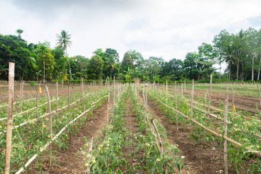 Kurak mevsimde domates yetiştiriciliği. Kopidil, Alor, East Nusa Tenggara - Endonezya