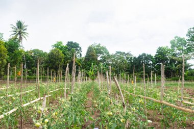 Kurak mevsimde domates yetiştiriciliği. Kopidil, Alor, East Nusa Tenggara - Endonezya