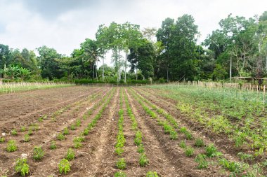 Kurak mevsimde domates yetiştiriciliği. Kopidil, Alor, East Nusa Tenggara - Endonezya