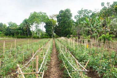 Kurak mevsimde domates yetiştiriciliği. Kopidil, Alor, East Nusa Tenggara - Endonezya