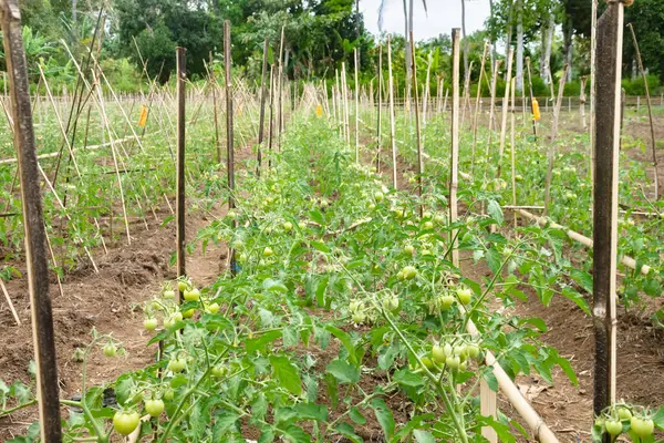 Kurak mevsimde domates yetiştiriciliği. Kopidil, Alor, East Nusa Tenggara - Endonezya