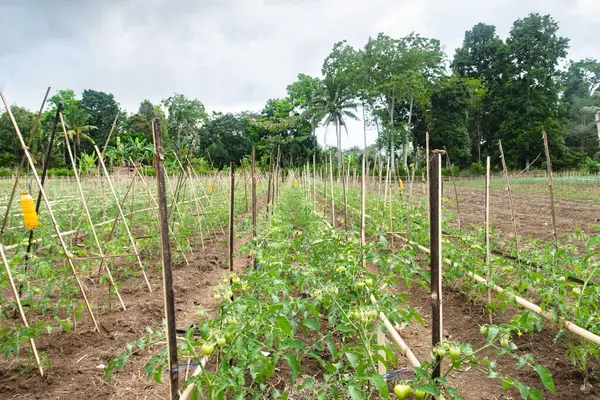 Kurak mevsimde domates yetiştiriciliği. Kopidil, Alor, East Nusa Tenggara - Endonezya