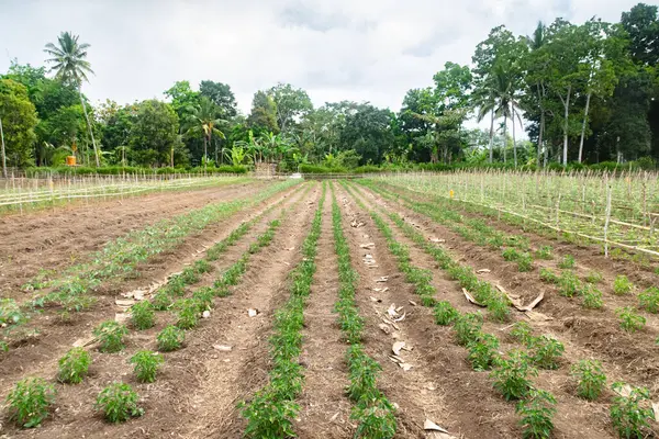Kurak mevsimde domates yetiştiriciliği. Kopidil, Alor, East Nusa Tenggara - Endonezya