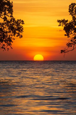 Mangrov ağaçlarının siluetleri arasında güzel bir günbatımı. Alor, Doğu Nusa Tenggara - Endonezya