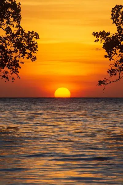 Mangrov ağaçlarının siluetleri arasında güzel bir günbatımı. Alor, Doğu Nusa Tenggara - Endonezya