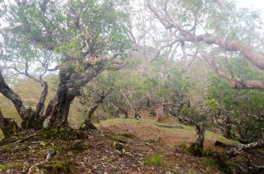 Gün boyunca dağdaki okaliptüs ormanında sisli hava. Koya Dağı, Alor Adası, Doğu Nusa Tenggara - Endonezya