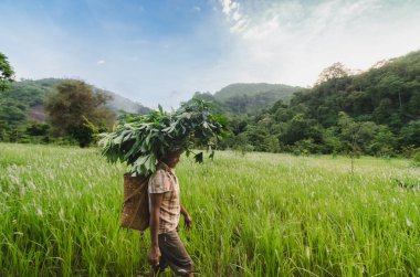 Bir kadın vadideki bir çayırdan meyve veren bir bahçeyle yürür. Kasım 04, 2016 Alor, Doğu Nusa Tenggara - Endonezya