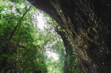 Tropik bir orman vadisinin dibinden gökyüzü manzarası. Alor, Doğu Nusa Tenggara - Endonezya