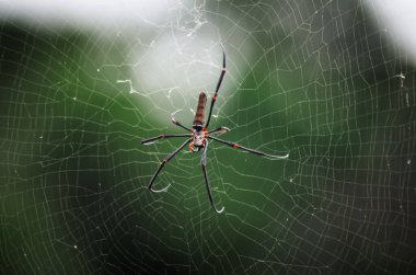 Örümcek ağda. Ya da altın küre dokumacı. Dev altın küre dokumacı. Nephila pilipes 