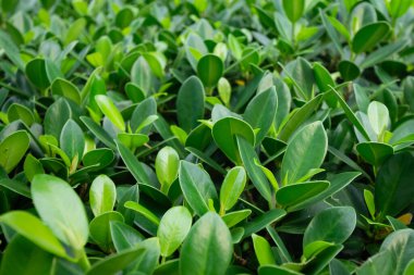 Ficus microcarpa yaprak dokusu. Çin Banyan, İncir Perdesi, Gajumaru, Gajumaru Kızılderili Laurel, Laurel Fig, Malayan Banyan