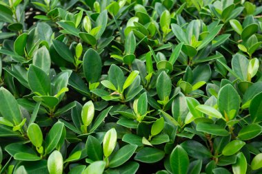 Ficus microcarpa yaprak dokusu. Çin Banyan, İncir Perdesi, Gajumaru, Gajumaru Kızılderili Laurel, Laurel Fig, Malayan Banyan