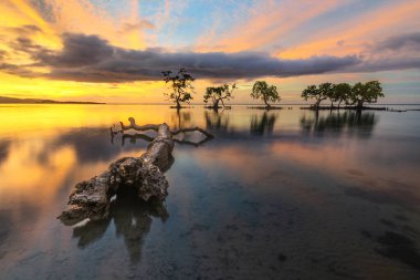 Mangrov ağaçlarının manzarası ve günbatımının düşük gelgitteki yansıması. İmoli, Alor, Doğu Nusa Tenggara - Endonezya