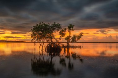 Alacakaranlıkta denizde bir mangrov ağacının silueti. Aimoli plajı, Alor, Doğu Nusa Tenggara - Endonezya