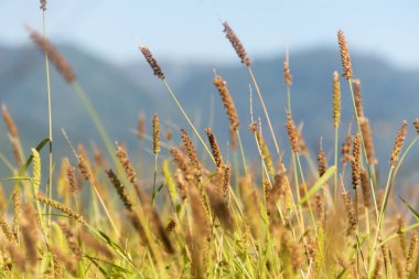 Dikenli çalılık Cenchrus ekinatus. Güney Sandbur. Dikenli sandbur. Mossman Nehri çimenleri