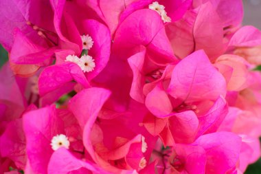 Güzel mor bougainvillea kağıt çiçekler (Bougainvillea glabra) 