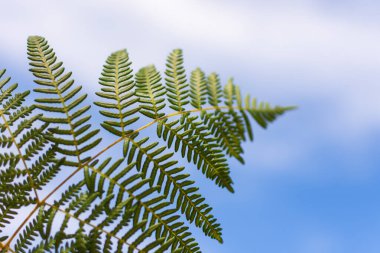 Gümüş eğreltiotu temiz bir gökyüzü arka planına karşı. Pityrogramma calomelanos