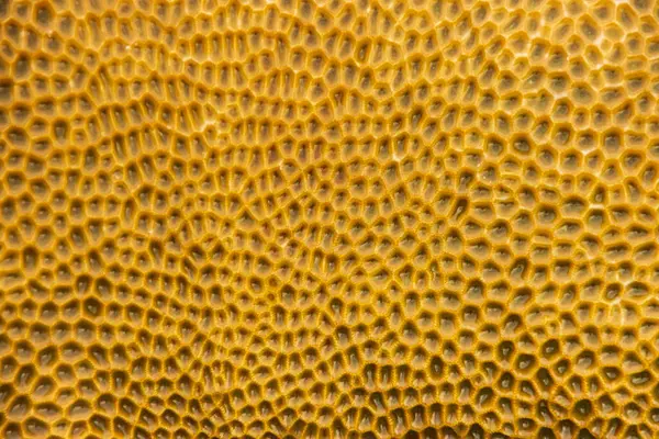 Küçük yıldız mercan dokusu (Goniastrea edwardsi), Alor Adası - Endonezya