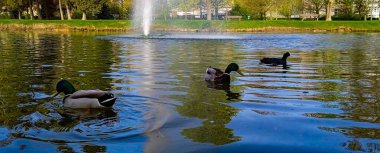 Yeşil başlı parlak erkek yaban ördeği sakince yansıtıcı suda yüzer. Doğal ışık altında yakalandılar..