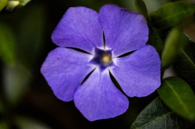 Parlak güneş ışığında yemyeşil bir menekşe çiçeği, Vinca minör. Açık havada canlı mor çiçekler ve taze yeşil yapraklarla zemin örtüsü..