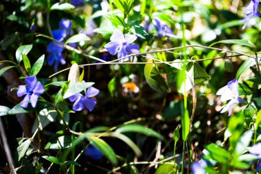 Yeşil yapraklarla çevrili mor bir çiçekten nektar toplayan tüylü bir yaban arısının yakın çekimi. Parlak bahar sahnesi doğal ışıkta.