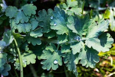 Yeşil yaprakların üzerindeki çiy damlaları sabah ormanlarında taze bir zemin oluşturur. Yumuşak nemli doğal dokular ve canlı yeşillikler saflığı ve yeni bir başlangıcı simgeliyor..
