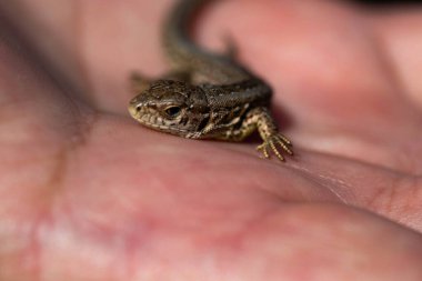 Küçük bir kertenkele, insan elinin doğal bir arka planına dayanır. Yumuşak doğal ışık ile yakın çekim, vahşi yaşamla nazik bir bağ anı gösteriyor.