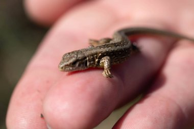 Küçük bir kertenkele, insan elinin doğal bir arka planına dayanır. Yumuşak doğal ışık ile yakın çekim, vahşi yaşamla nazik bir bağ anı gösteriyor.