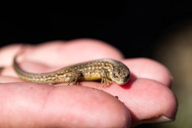 Küçük bir kertenkele, insan elinin doğal bir arka planına dayanır. Yumuşak doğal ışık ile yakın çekim, vahşi yaşamla nazik bir bağ anı gösteriyor.