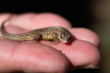 Küçük bir kertenkele, insan elinin doğal bir arka planına dayanır. Yumuşak doğal ışık ile yakın çekim, vahşi yaşamla nazik bir bağ anı gösteriyor.