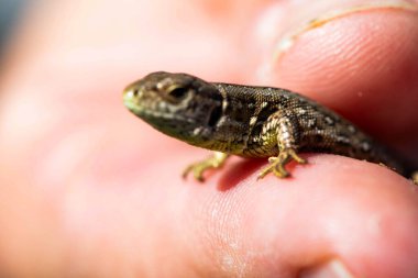 Küçük bir kertenkele, insan elinin doğal bir arka planına dayanır. Yumuşak doğal ışık ile yakın çekim, vahşi yaşamla nazik bir bağ anı gösteriyor.