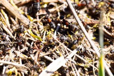 Bu fotoğraf, çam iğneleri, yapraklar ve dallarla çevrili doğal bir orman ortamında büyük bir karınca yuvası yakalar..