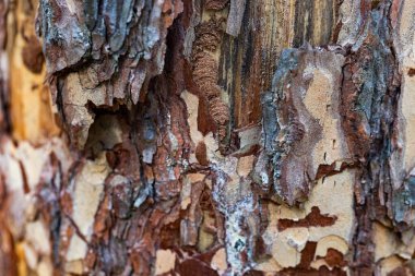Bu yakın plan fotoğrafta ağaç kabuğunun karmaşık dokusu ve organik desenleri, engebeli oyukları, soyulma katmanları ve benzersiz kusurları vurgulanıyor....