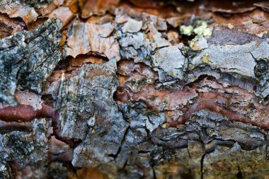 Ultra-HD yakın çekim karmaşık oyukları ve organik desenleri ortaya çıkarıyor